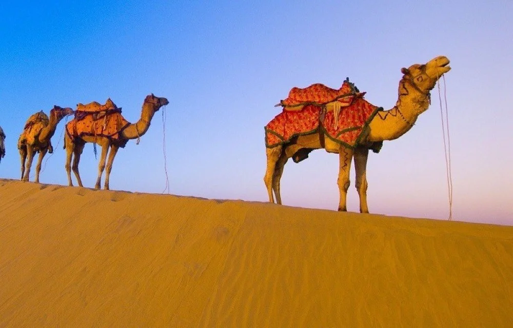 Camel Safari Pushkar